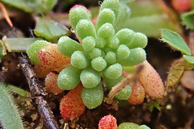<i>Sedum rubens</i>