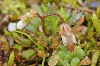 <i>Draba verna</i>