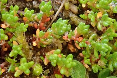 <i>Crassula tillaea</i>