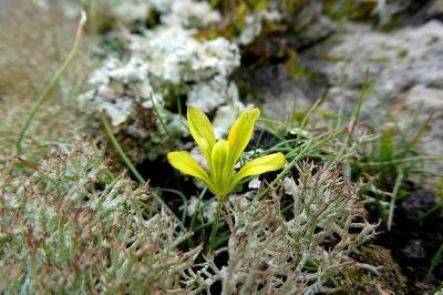 <i>Gagea bohemica</i>
