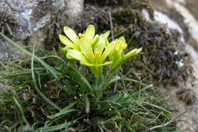 <i>Gagea bohemica</i>
