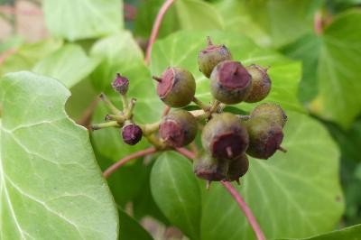 <i>Hedera helix</i>
