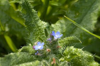 <i>Lycopsis arvensis</i>