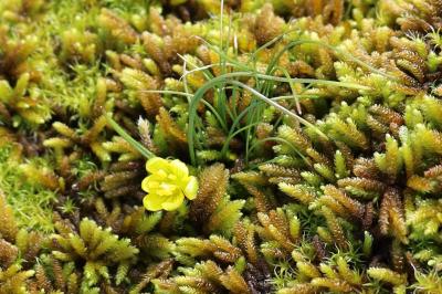 <i>Gagea bohemica</i>