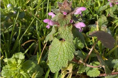<i>Lamium purpureum</i>