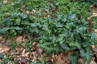 <i>Arum italicum</i>