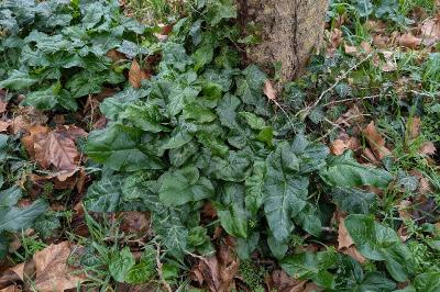 <i>Arum italicum</i>
