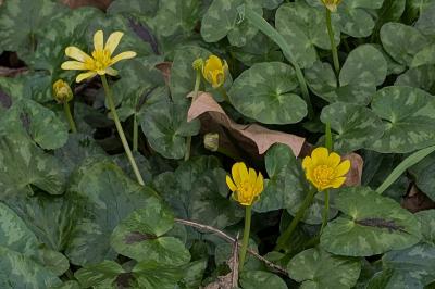 <i>Ficaria verna</i>