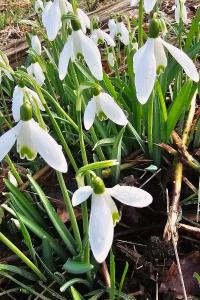 <i>Galanthus nivalis</i>