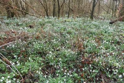 <i>Galanthus nivalis</i>