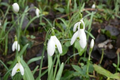 <i>Galanthus nivalis</i>