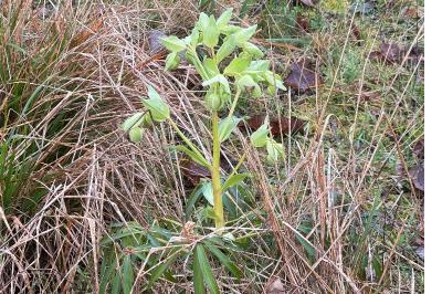 <i>Helleborus foetidus</i>