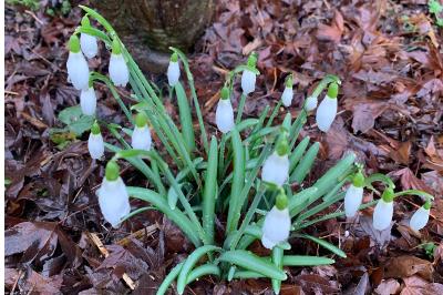 <i>Galanthus nivalis</i>
