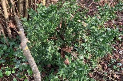 <i>Ruscus aculeatus</i>