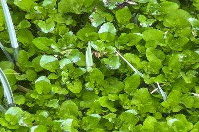 <i>Nasturtium</i>