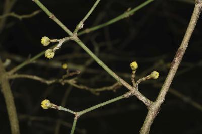 <i>Cornus mas</i>