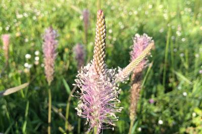 <i>Plantago media</i>