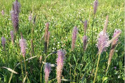 <i>Plantago media</i>