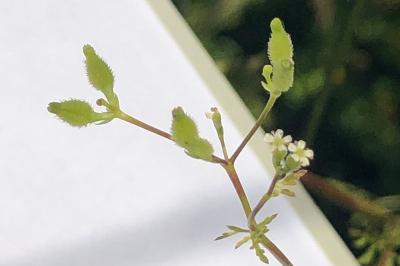 <i>Anthriscus caucalis</i>