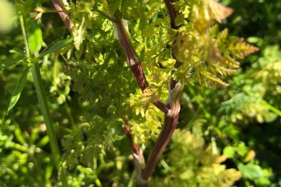 <i>Anthriscus caucalis</i>