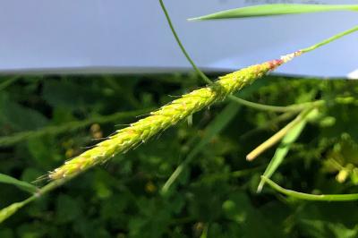 <i>Alopecurus myosuroides</i>