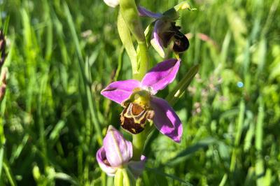 <i>Ophrys apifera</i>