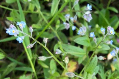 <i>Myosotis arvensis</i>