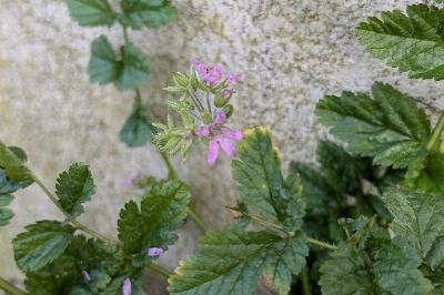 <i>Erodium moschatum</i>