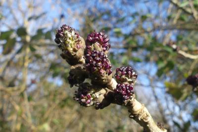 <i>Fraxinus excelsior</i>