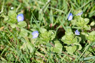 <i>Veronica persica</i>
