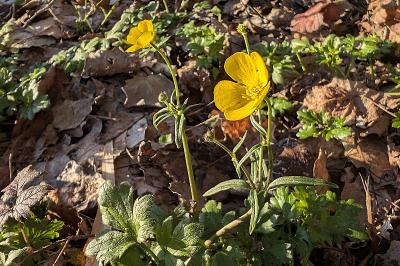 <i>Ranunculus auricomus</i>