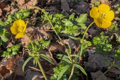 <i>Ranunculus auricomus</i>