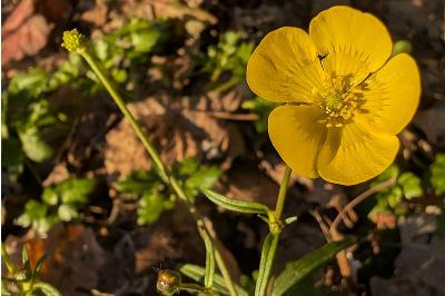 <i>Ranunculus auricomus</i>