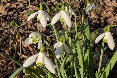 <i>Galanthus nivalis</i>
