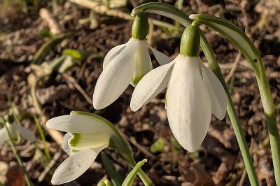<i>Galanthus nivalis</i>