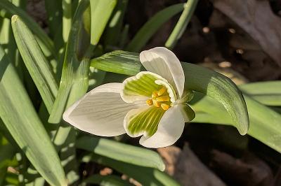 <i>Galanthus nivalis</i>
