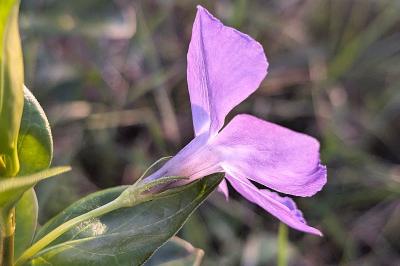 <i>Vinca major</i>