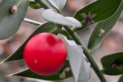 <i>Ruscus aculeatus</i>