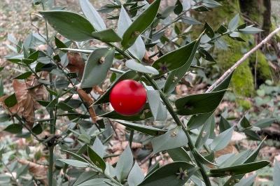 <i>Ruscus aculeatus</i>