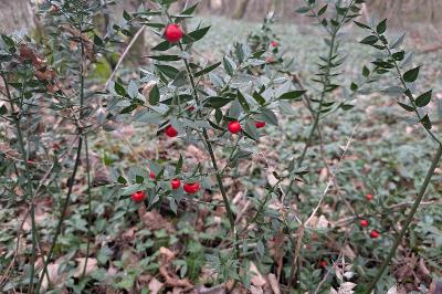 <i>Ruscus aculeatus</i>