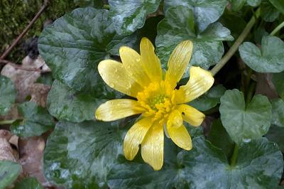 <i>Ficaria verna</i>