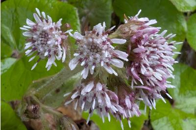 <i>Petasites pyrenaicus</i>