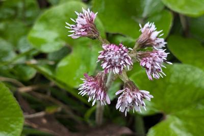 <i>Petasites pyrenaicus</i>