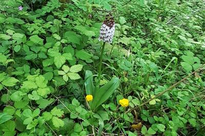 <i>Orchis purpurea</i>