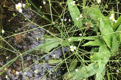 <i>Alisma plantago-aquatica</i>