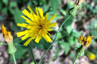<i>Hieracium maculatum</i>