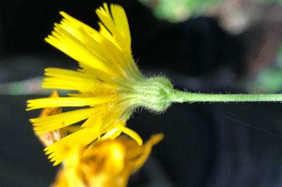 <i>Hieracium maculatum</i>