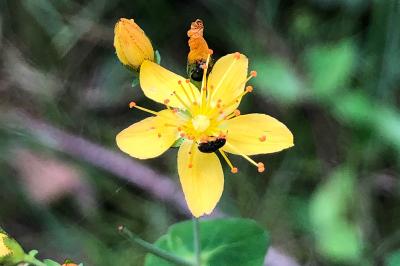 <i>Hypericum pulchrum</i>