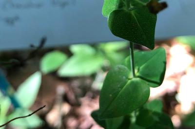 <i>Hypericum pulchrum</i>