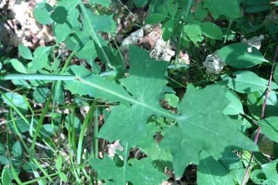 <i>Lactuca muralis</i>